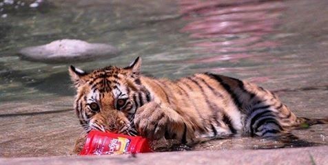 After some analysis, it was discovered that the young tiger was suffering from a severe form of skin infection.