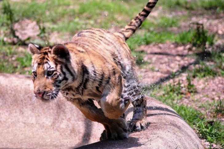 Handling a sick tiger is not easy! The skin dressings were painful, and the animal reacted instinctively becoming aggressive.