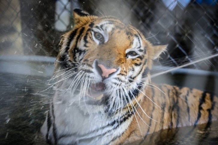 Only after some months did Aasha begin to show some improvement. She also learned to love the water as opposed to when she had been forced to take a bath to keep her wounds clean.