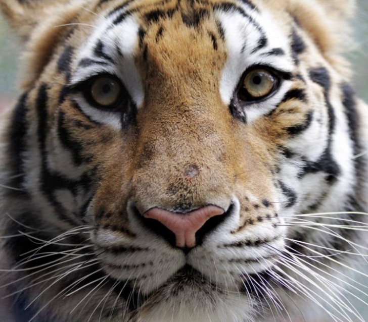 Depois de 8 meses de cuidados Aasha voltou a ser uma verdadeira tigre fêmea. Mas ainda era necessário saber como ela reagiria ao contato com outros tigres.