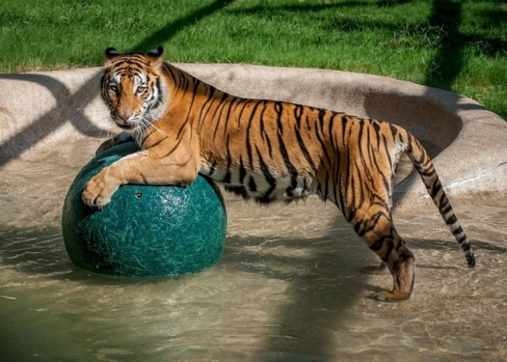 Die Zirkusleute hatten ihn mit einem anderen erwachsenen Tiger zusammen gehalten, der ihn mobbte. Entgegen aller Erwartungen zeigte sich Aasha sozial, insbesondere mit Smuggler, einem Männchen.