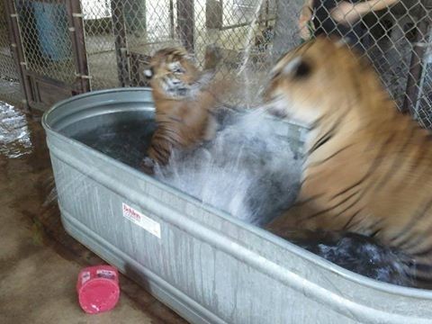 After a while, the two also started sharing the same tiger pen, so they could spend more time together.