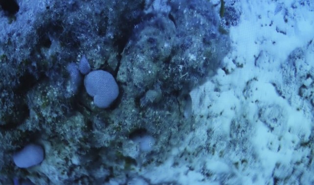 Diving into these blue holes is very dangerous for humans, not only because of the lack of oxygen but also for the possible presence of sources of sulfur that would cause the death of the diver.