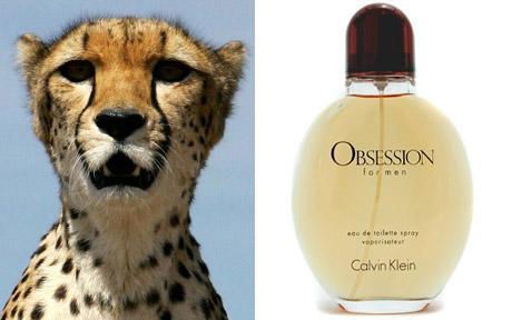 2. Increiblemente pero cierto: el biologo Miguel Ordeñana ha descubierto que los gatos ADORAN este perfume y ahora es utilizado para acercarlos a las camaras y hacer tomas asombrosas.