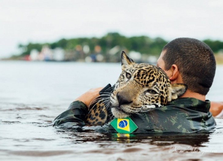 Het Braziliaanse leger adopteert een jaguar