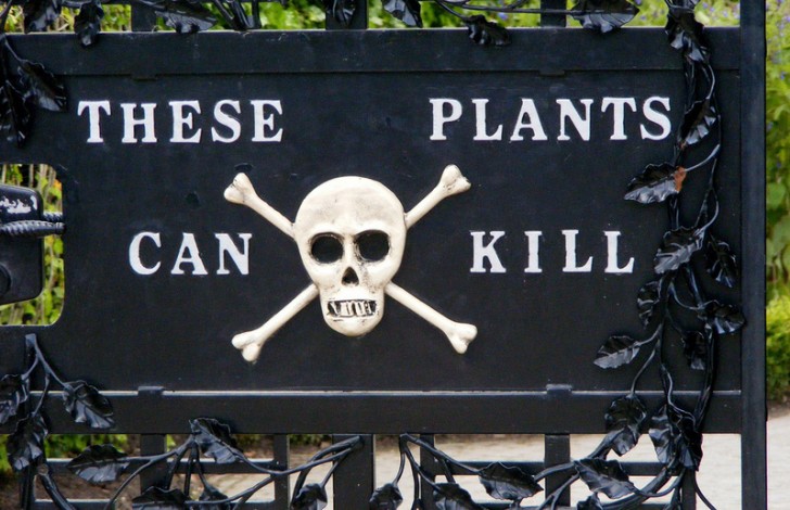 Quando siamo fortunati, un cartello ci avverte della presenza di piante velenose. Ma se invece ne trovassimo una durante un'escursione fuori sentiero? Scopriamone qualcuna!