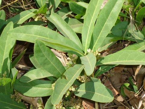 Nome: Gifblaar. Dove si trova: sud dell'Africa. Il composto rintracciabile in questi arbusti (fluoroacetato di sodio) è fortemente tossico e veniva usato come rodenticida.