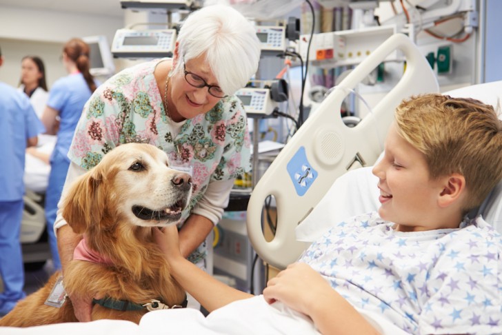 Cani negli ospedali: hanno diverse funzioni in base al reparto in cui vengono impiegati ma, in generale, servono a creare un'atmosfera di normalità che fa bene ai pazienti.