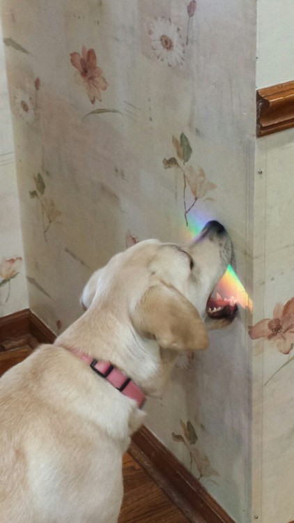 Quando vuole assaggiare l'arcobaleno
