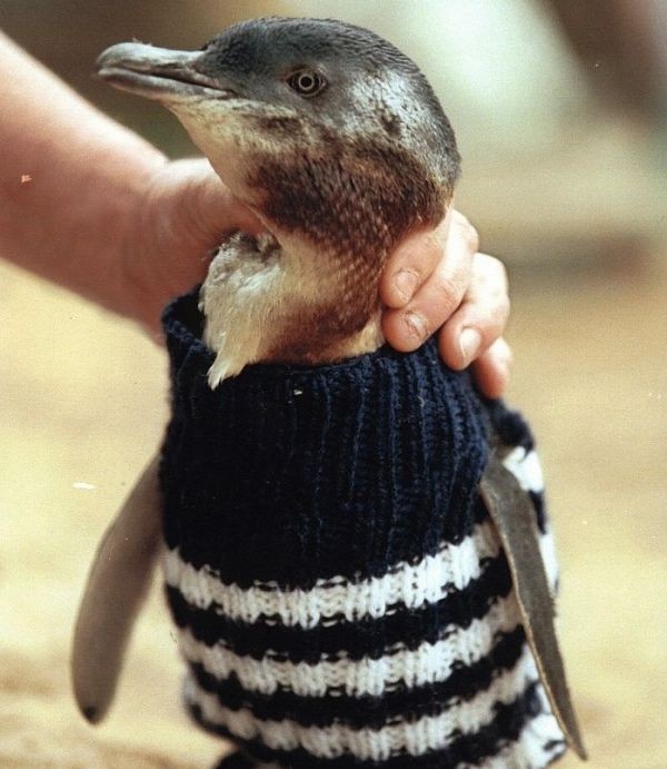 Zo Redde Australië's Oudste Man Honderden Pinguïns - 3