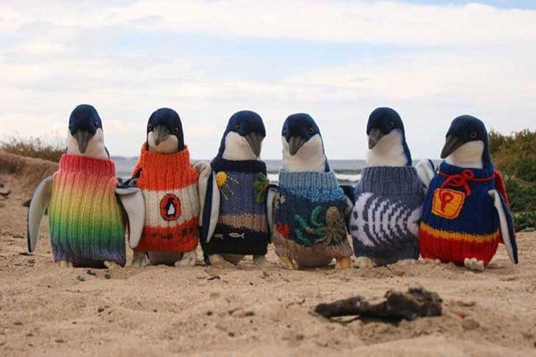 Zo Redde Australië's Oudste Man Honderden Pinguïns - 4