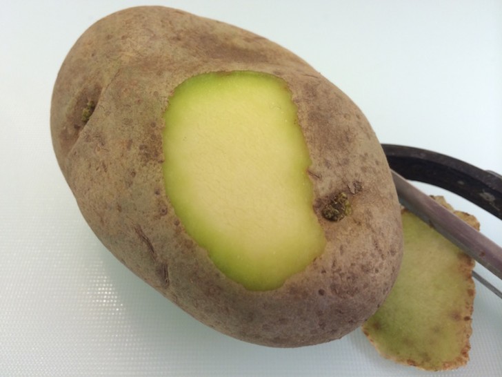 Le patate devono essere conservate in un ambiente buio: l'esposizione alla luce, infatti, provoca delle reazioni fisiologiche all'interno del tubero che causano la produzione di clorofilla (che le colora di verde) e di solanina