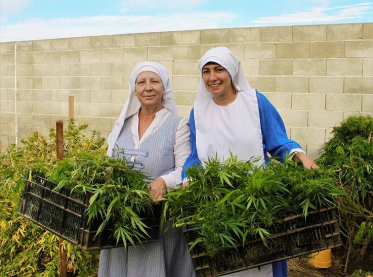 Le Sisters of the Valley hanno fondato un'azienda che produce oli e unguenti a base di marijuana le cui vendite vanno piuttosto bene ma che si vede spesso attaccata dai continui cambiamenti legislativi su ciò che si può e non si può fare con la cannabis nello stato della California.