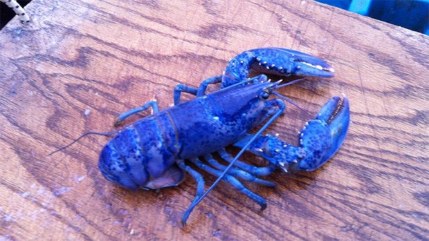 La couleur bleue est due à la production excessive d'une protéine. À l'exception de la carapace, ces homards sont semblables aux autres, leur goût est absolument impossible à distinguer.