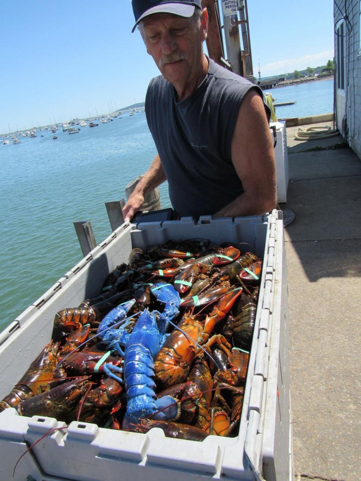 Le dernier spécimen de homard bleu a été pêché au large des côtes du Massachusetts par Wayne Nickerson.