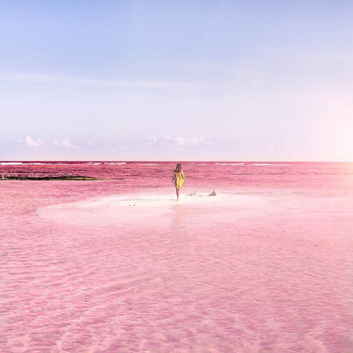 Il colore rosa delle acque di questa laguna è dovuto alla presenza di plancton rosso e di artemie saline, piccoli crostacei anch'essi di colore rosso.