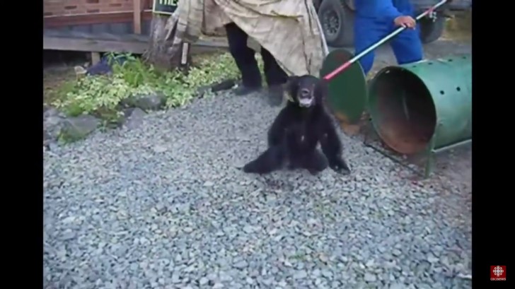 En juillet 2015, la maman ours a été capturée pendant qu'elle pillait un congélateur dans le jardin d'une maison privée, puis a été supprimée.