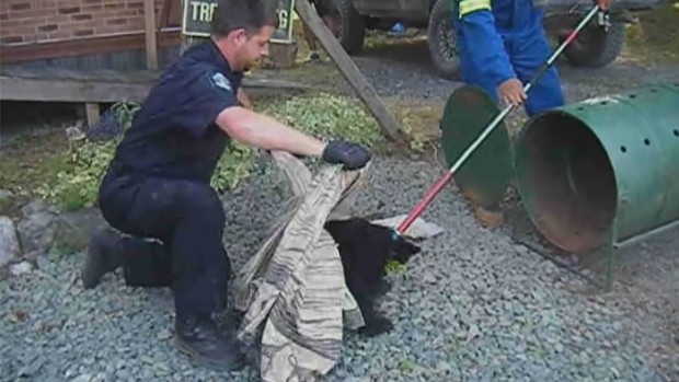 Finding themselves orphaned the two bear cubs began to wander through the forests of British Columbia until they arrived in areas with human inhabitants.