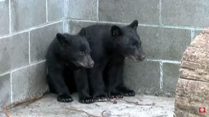 After taking the two bear cubs to an animal rehabilitation center, Casavant was suspended from work and notified that his pay had also been suspended!
