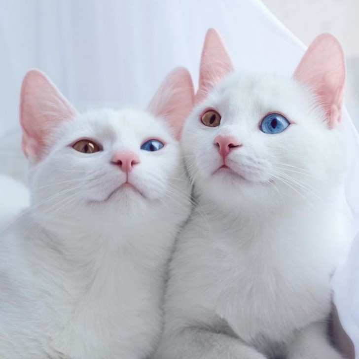 Les photos et les images des deux chatons ont un grand succès sur le net. Elles vivent à Saint-Pétersbourg et leur maître leur a ouvert un profil Instagram avec 38.000 personnes qui les suivent, telles des célébrités.