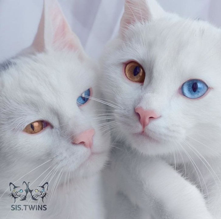 Sono nate l'11 Novembre 2015 e sono considerate le gattine gemelle più belle del mondo. 