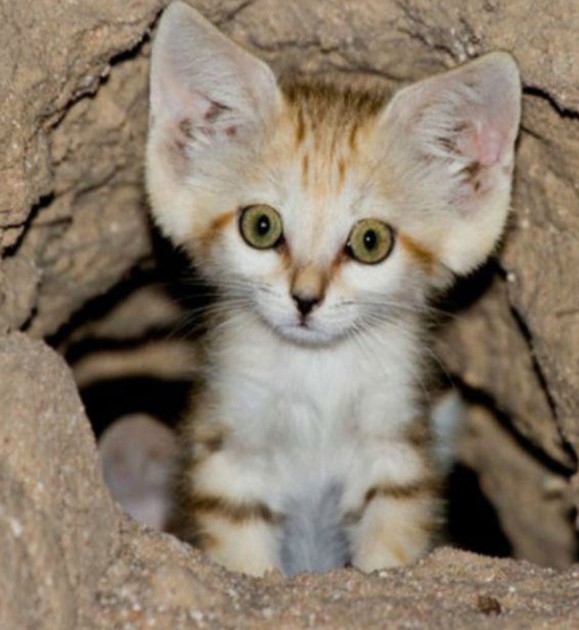 Les chercheurs espèrent utiliser le "retour" du chat des sable pour sensibiliser la population sur la conservation de l'environnement