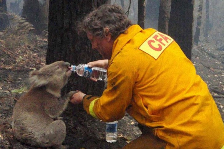 Un vigile del fuoco dà da bere ad un koala durante l'incendio del Black Saturday avvenuto in Victoria, in Australia, nel 2009.