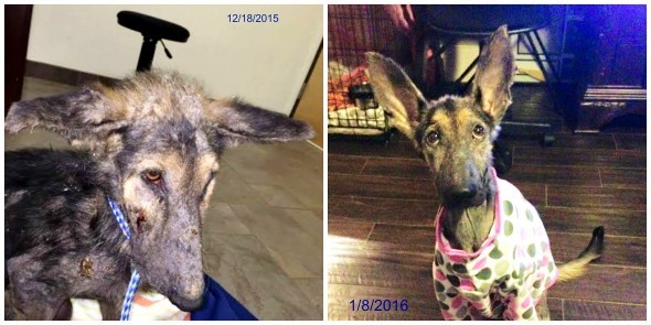 Le sue condizioni di salute erano drammatiche: nutrita via flebo ogni due ore, 5 giorni dopo il suo ritrovamento i veterinari la davano per spacciata.