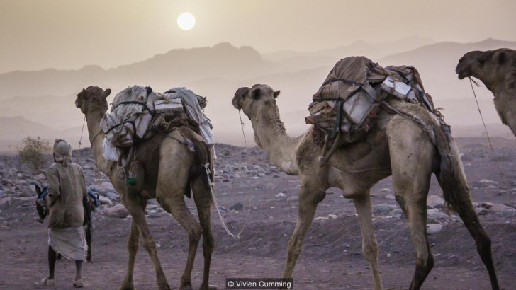 Het zout dat in de grond zit wordt door handelaren op de kameel geladen en naar de markt gebracht.