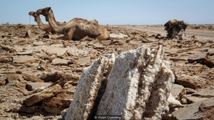 Deze kamelen wachten totdat deze zoutstenen op hun rug worden geladen...