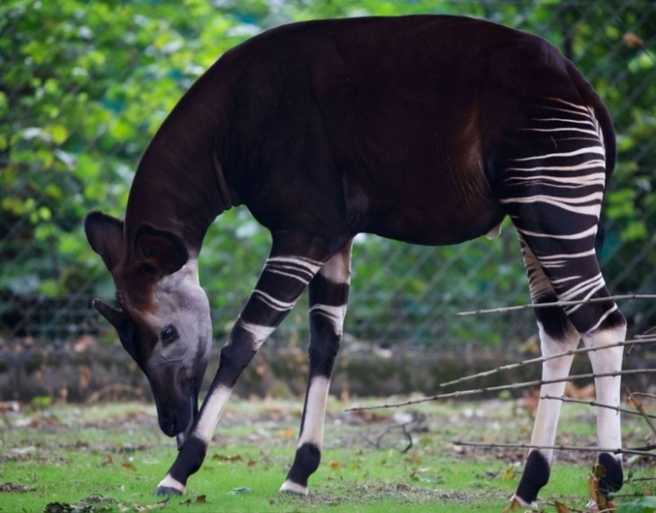 L'Okapi est un animal endémique des forêts du Congo: l'avancée des centres habités et l'industrie du bois mettent en péril la survie de cette espèce aujourd'hui considérée comme menacée.