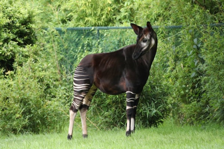 La langue de l'okapi est particulièrement longue et a une couleur bleutée: cet animal est capable de lécher ses oreilles, s'il le veut!