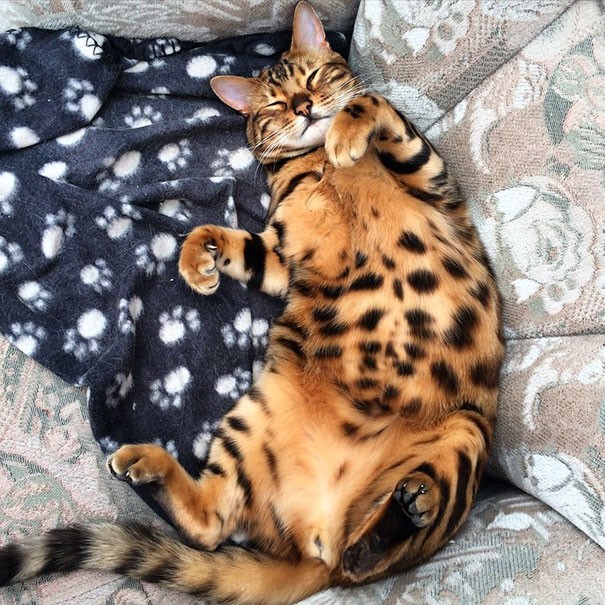 Sa fourrure est d'une perfection étonnante: elle a les caractéristiques tâches de léopard sur le ventre aussi!