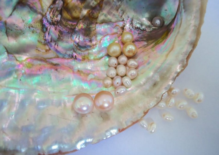 Avec ses 34 kg, la perle est considérée comme probablement le plus importante jamais pêchée dans le monde!