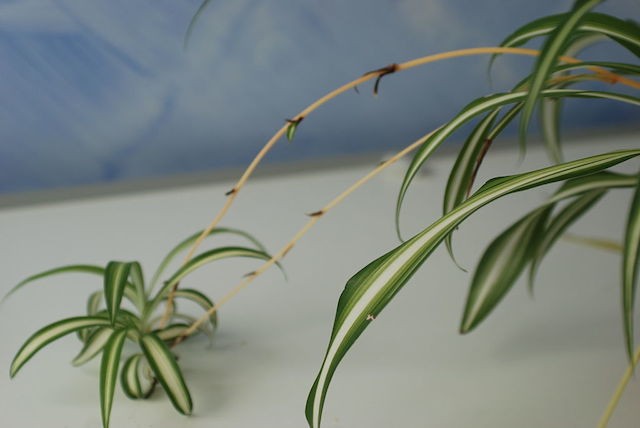 2. Falangio (Chlorophytum comosum).
