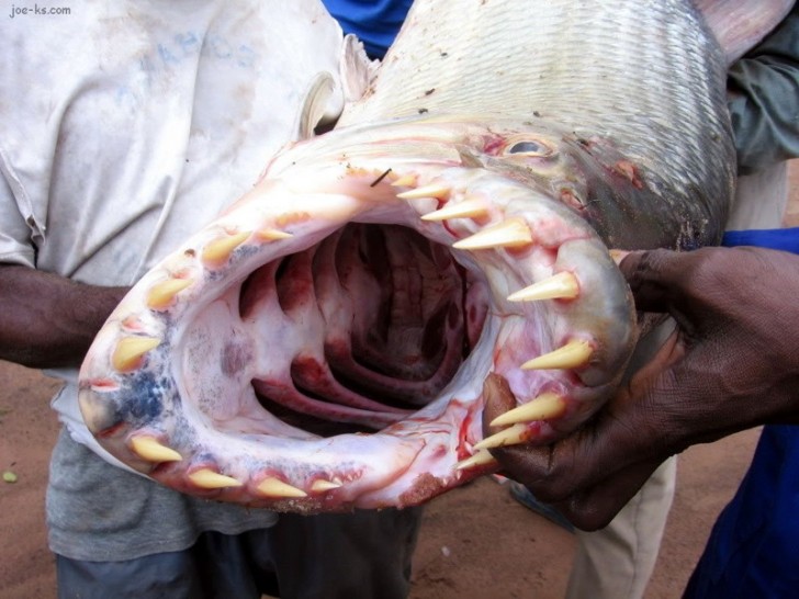 In questo esemplare la cosa che sbalordisce di più sono gli sviluppatissimi denti!