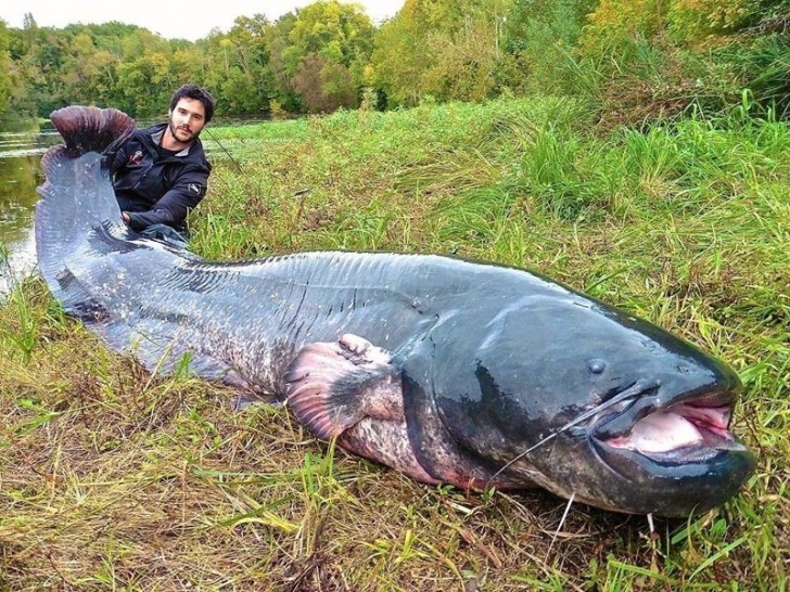 En deze dan, die lijkt op een grijze zeehond maar dan groter!