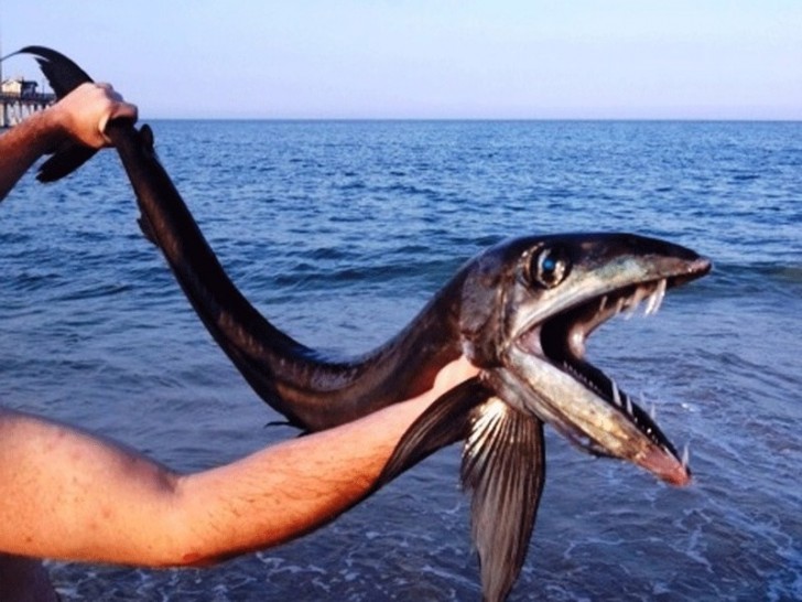 Ed ecco un esemplare che sembra essere un serpente marino gigante...