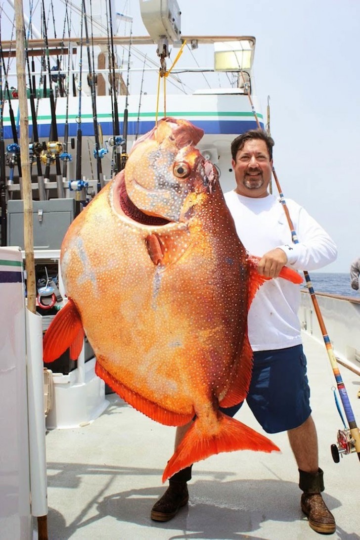 Questo pesce può sembrare il più comune... se non fosse per la gigantesca stazza!