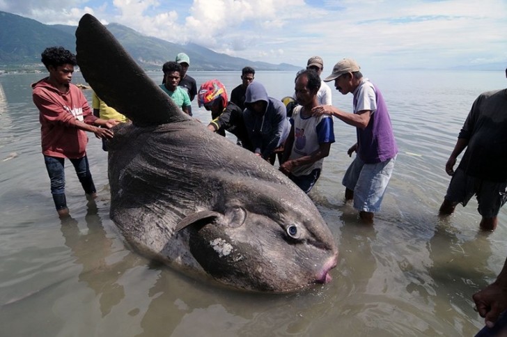 Quest'altro esemplare è più simile ad un cetaceo che ad un pesce...