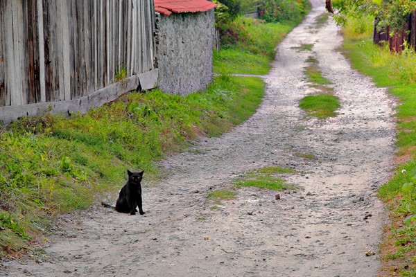 Le chat noir qui passe devant vous porte malheur car...