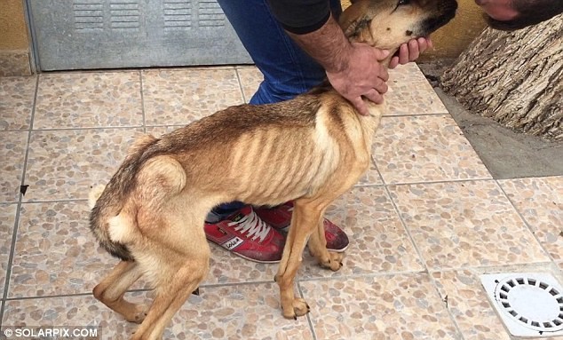 Eduardo Rodriguez, propietario de la asociacion que ofrece asistencia veterinaria, se ha ocupado de ella: habia prometido que si se salvaba la habria convertido en su perra.
