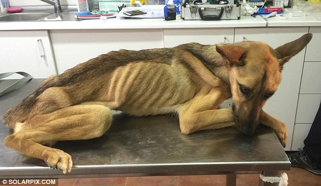 She weighed only seven kg (15 lb) which is too little for a 10-month-old puppy. Its metabolism was so compromised that they could not give her food. At first, she had to be fed intravenously!