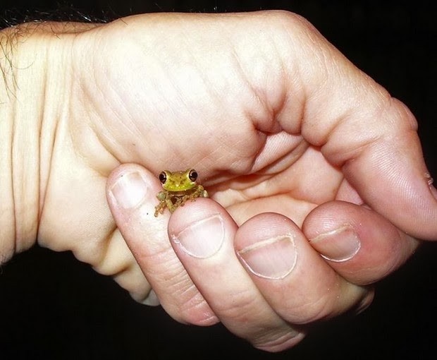10. Une grenouille plus petite qu'une phalange d'un homme.