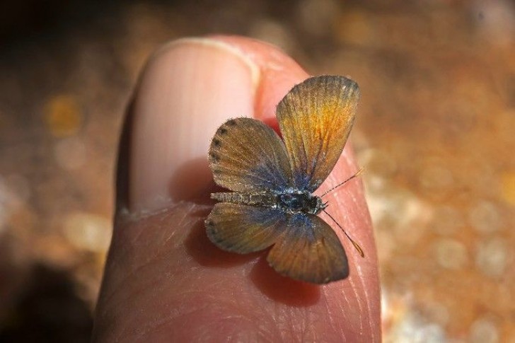 12. Western pygmy bluel, l'un des plus petits papillons au monde originaire de l'Amérique du Nord.