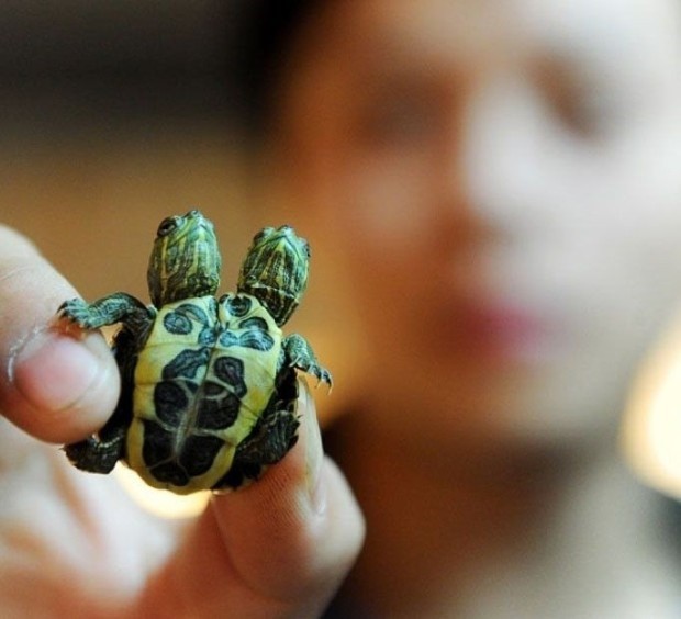 13. Un exemple de toute petites tortues siamoises (un événement plus fréquente que l'on pourrait imaginer).
