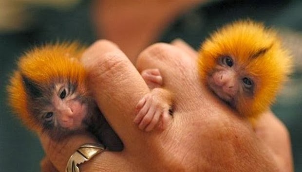 7. Ouistiti pygmée, le plus petit singe au sens strict, il est.