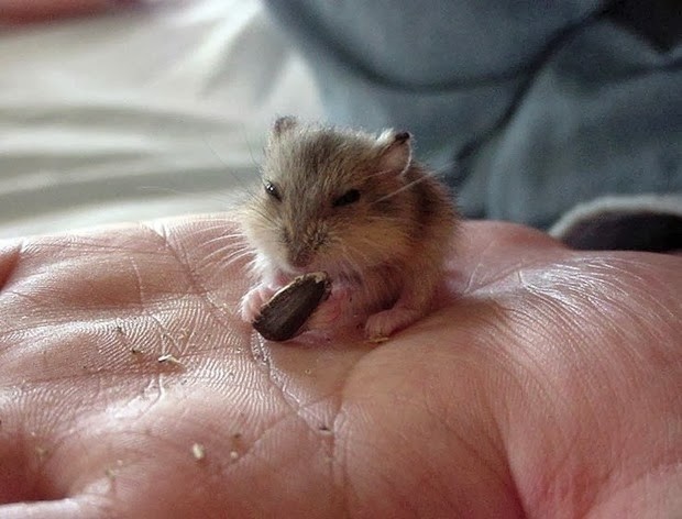 8. Un hamster de quelques centimètres.