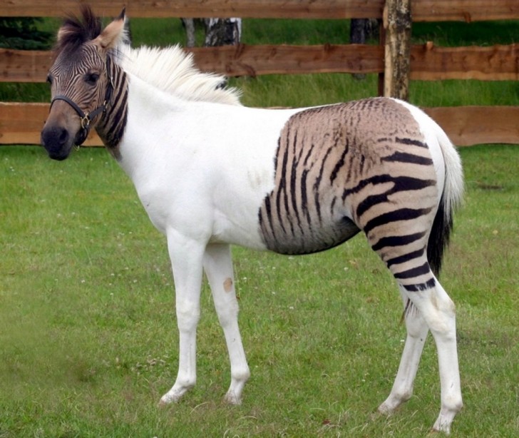 Le résultat d'une hybridation entre un zèbre et un poney.