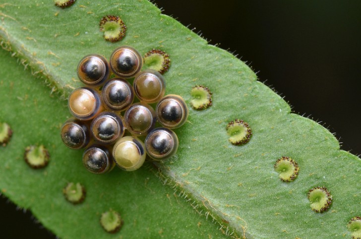 Cimice: l'adulto è noto per il suo odore sgradevole, ma la progenie assomiglia ad un ammasso di perle